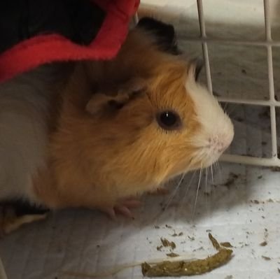 DiyCustomizer's profile picture. よっくんです。
YouTubeでギターの改造や修理などアップしています。

TC楽器主催、第4回改造ギターコンテストにて、ピグノーズを改造してバードランド賞を頂きました。