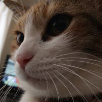 aki@RP9 (@mikenekogarage) Twitter profile photo