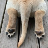Fiona H (@thylacinebite) 's Twitter Profile Photo