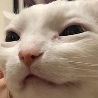 webhdx (@webhdx) 's Twitter Profile Photo