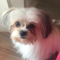 Ivory (@gloria74456473) 's Twitter Profile