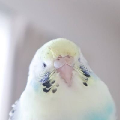 CANYON_F8's profile picture. 2016.9から本格的にロードバイク乗り始めました。CANYON→F8
今CANYONはオブジェ。