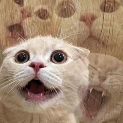 mon_mon_nn Profile