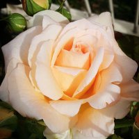 7_3_Lithium 🌈 (@73lithium1) 's Twitter Profile