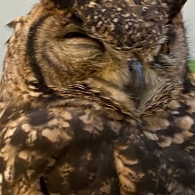 yamada_genjitu's profile picture. やまだです リア垢です びよらしてます  でじょ4のOゼミです