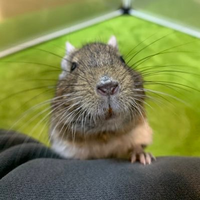 5歳のデグーのぷーちゃん(女の子)です!人懐こくてかわいい子です!日記がてら写真を上げていきます!動物アカさんはフォロバしますが気が付いていなかったら教えてください!