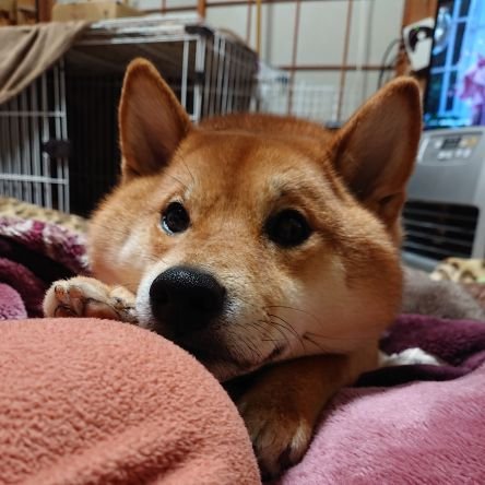 名前は大地  2019年4月20日生まれ
よろしくお願いします😃  
家の子記念日2019年6月21日
2002年10月22日生まれの 柴犬テツ🐶
2019年3月18日天国へ旅立ちました🌈
16歳でした。