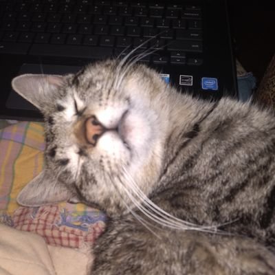 marie_andcats Profile Picture