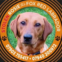 Stolen Fox Red Lab - STOLENRosieM27(@StolenRosieM27) 's Twitter Profile Photo