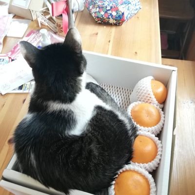 KazumiSasaki4's profile picture. 数学は冒険だ。