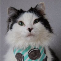 The Oreo Cat(@TheOreoCat) 's Twitter Profile Photo