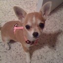 Karen Savell - @krenbrulee - Twitter