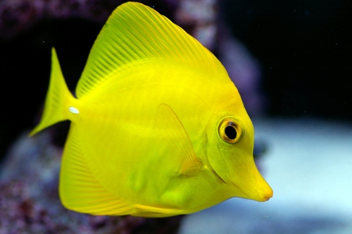 yellow_tangtang's profile picture. 김영국입니다.  해수어, 수초 등 아쿠아에 관심있습니다. キムです. サンゴウ、水草、アクアに興味があります。