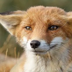Fuchs94081813's profile picture. Don't think - act!
Oh no, wait, what did I do?