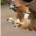 Falcons in the Wild (@falconswild) Twitter profile photo Falcons in the Wild (@falconswild) Twitter profile photo