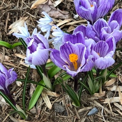 SandraJNowakow1's profile picture. Every tweet expresses my constitutionally protected opinion. Always Vote Blue! No resister lists, please.