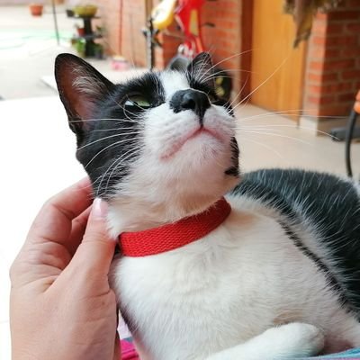 almadivain's profile picture. soñar, amar, vivir