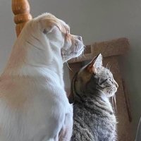 AuntKaty (@auntkatyann) Twitter profile photo