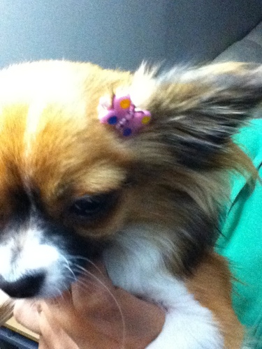 Princess_Ellora's profile picture. I am a Chihuahua girl and I love my mommy and daddy! I am their first puppy and they really luff me :) I just got a brother named Chibby :D