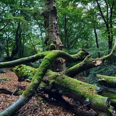 Die Einzigartigkeit geht nur dann verloren, wenn du dich anpasst.
Ein steiniger Weg; doch mit der Zeit wächst das Moos, welches deinen Weg ebnet.