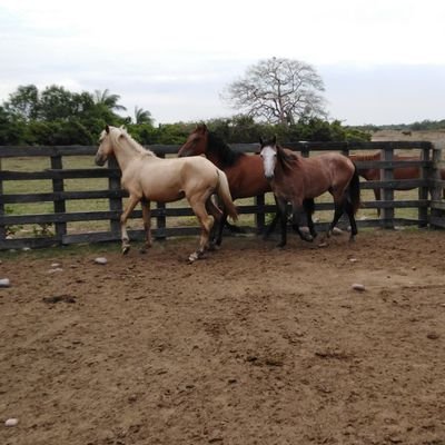 UruenaFreddy's profile picture. 