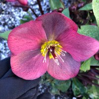 Catherine Cox (@cathercox) 's Twitter Profile