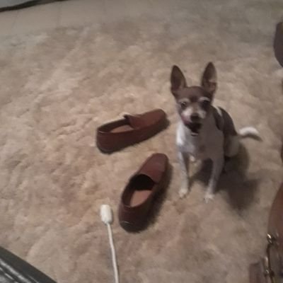 molly5805's profile picture. sports, rescue dogs and the golden rule