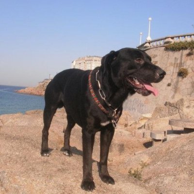 Gústame o LOBO, as ondas grandes, a natureza SALVAXE...
INDEPENDENTISTA, Demócrata, Republicano, ANTIFASCISTA...
HUMOR, Política, Punk, Clima, ALERTAS...