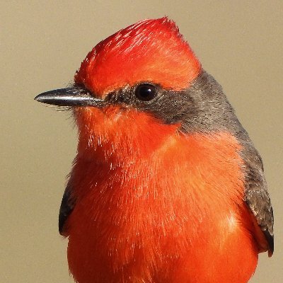 Tucson Bird Alliance Profile