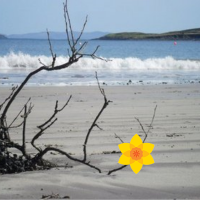 Maureen O Sullivan (@craic_1) 's Twitter Profile