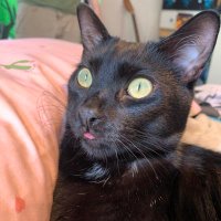 Mortissarie Chicken (@alpacaplatipi) 's Twitter Profile
