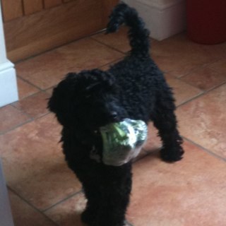 RoryC10's profile picture. I am a 11 month old cockapoo, I love my friends and family, but most of all my mummy :D