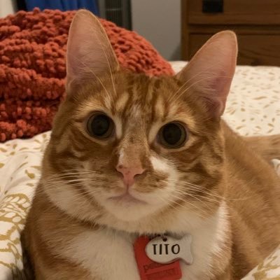 tito_kitty's profile picture. im just a kitty @kuathekitty is my sis!! mine dade run mine twitor, his is @bolingerwil . remembering all our friends who crossed over the rainbow bridge 🌈❤️