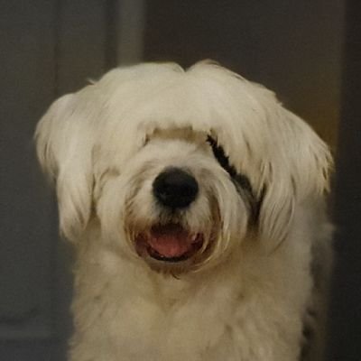 DiemTaurus's profile picture. 