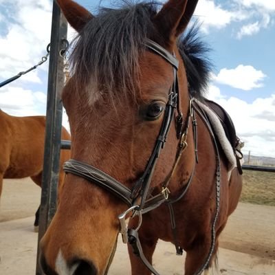 TaylorRhyse's profile picture. 