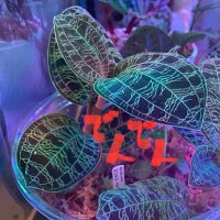 デンデン ー植物🌱ー (@ygm3xb1sceia4lm) 's Twitter Profile