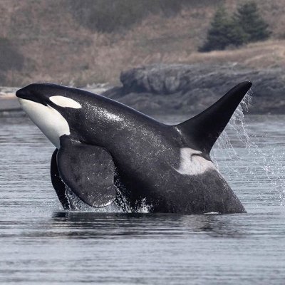 anything and everything orcas, fighting for those without a voice, fighting to save our oceans