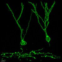 Bonaguidi Lab (@bonaguidilab) 's Twitter Profile