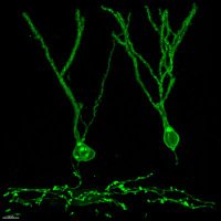 Bonaguidi Lab(@bonaguidilab) 's Twitter Profileg