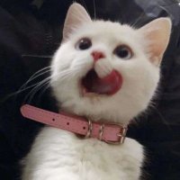 鹿角与猫爪 (@xingyunmiao) 's Twitter Profile