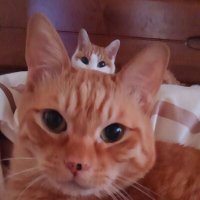 🐾みぃこ＆茶太郎🐾 (@rqfnj9of1nanlhl) 's Twitter Profile Photo