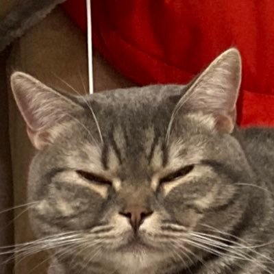 maneneko235's profile picture. 猫好き