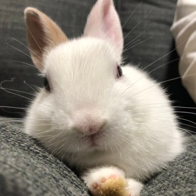 動物が大好きで家にもたくさんいます!アイコンもトプ画もうちの子です🙆♂️気軽にフォローしてください!無言フォロー失礼します🙇♂️