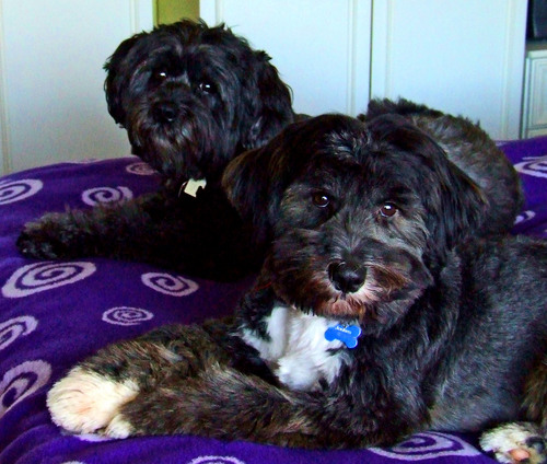 JoshuaDoggins's profile picture. eat, bark, sleep, look out window, walk, eat, bark, sleep, look out window, walk, eat, bark...