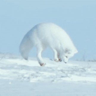 小福狸/喜欢被摸头/喜欢猫/喜欢狐狸🦊/不喜欢争论/🏳️‍⚧️喜欢可爱的东西/讨厌镜头！