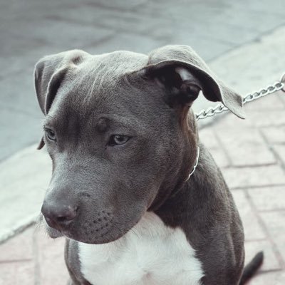 zrszrs100's profile picture.