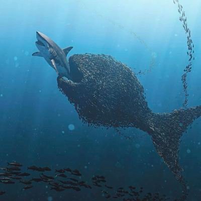 Engin333o's profile picture. Aspiring fish