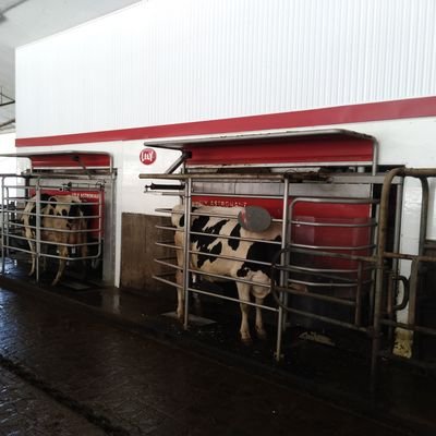 Overlake Holsteins, milking 65 cows since 1997, Lely A4 robot since 2013, added 2nd, 2021, volunteer fire fighter and chief @DumfriesFire