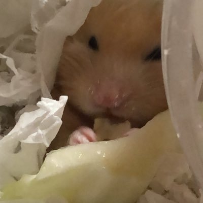 湖箔さんのプロフィール画像