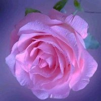حوراء (@7f0kvi9zbra3e0v) Twitter profile photo